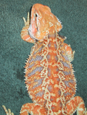 Bearded Dragon Growth Chart With Pictures - Bearded Dragon Growth C...